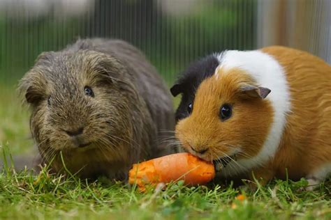 16 Examples of Animals That Eat Carrots - Wildlife Informer