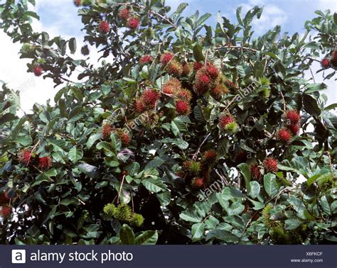 Rambutan Tree Stock Photos & Rambutan Tree Stock Images - Alamy