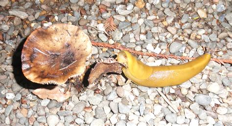 What Do Banana Slugs Eat - Katynel