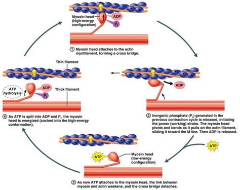 Physiology of Skeletal Muscle Contraction - Earth's Lab