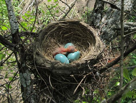 Bird nests: Variety is Key for the world's avian Architects ...