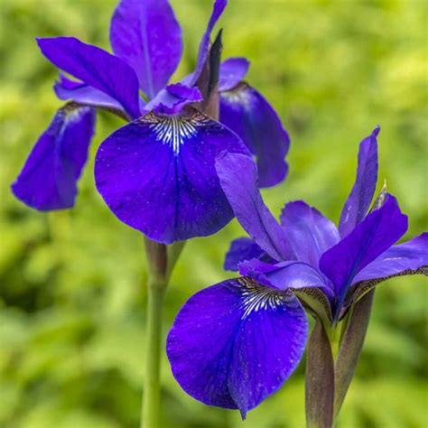 Blue Flag Iris Plant