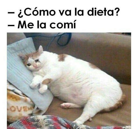 21 Memes de gatos que harán reír hasta a los amantes de los perros ...