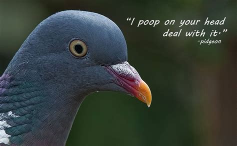 Quotes about Pigeon (106 quotes)