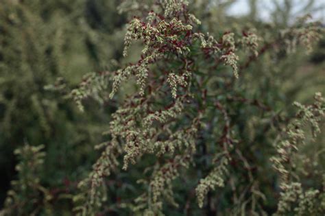 Mugwort Dream Pillow Fragrant Wild Artemisia Intuition | Etsy