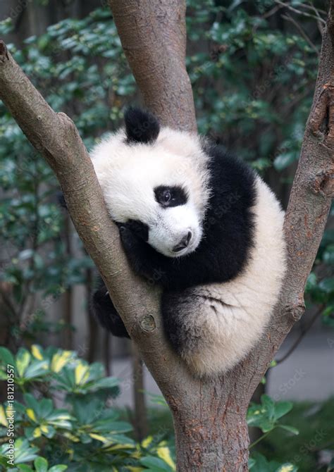 Baby Pandas Sleeping