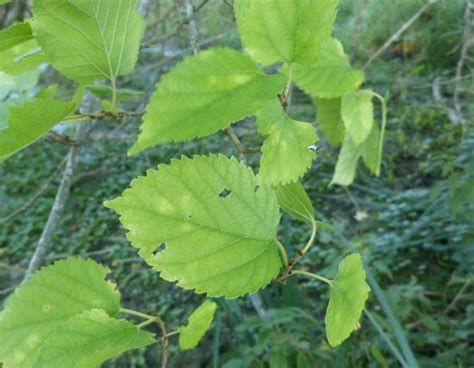 Maryland Biodiversity Project - Red Mulberry (Morus rubra)