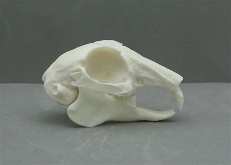 Replica Rabbit Skull