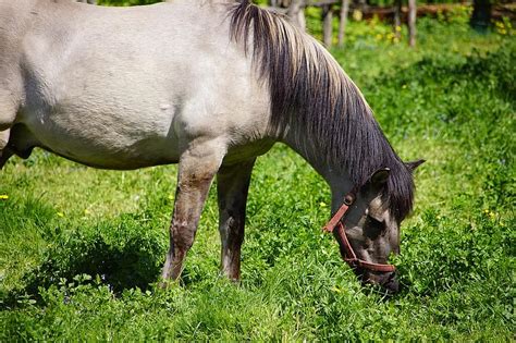 the horse, nature, animals, horses, animal, pasture land, mammals, farm ...