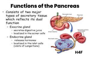 Pancrease - Functions, Location & Disorders and More