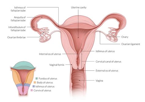 compuesto Carnicero Uva anatomy of uterus and cervix Hacia arriba ...