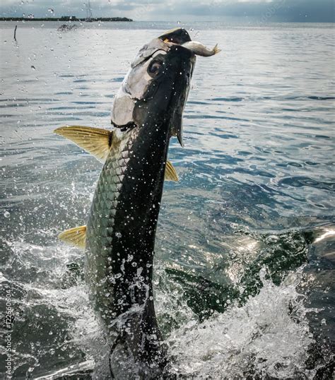 Tarpon fish jumping out of water - Caye Caulker, Belize Stock Photo ...