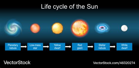 Sun life cycle stellar evolution Royalty Free Vector Image