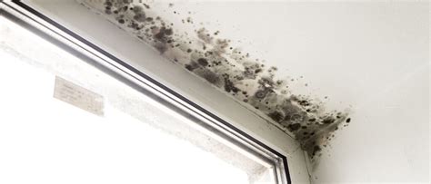 Mold Damage - Towne Restoration