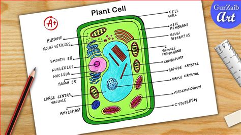 Plant Cell Project Labeled