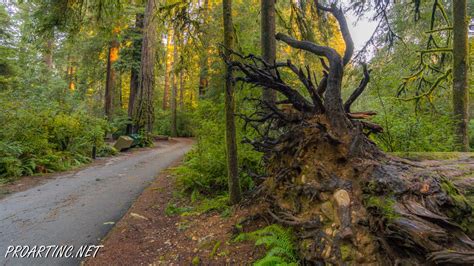 Jedediah Smith Redwoods State Park Campground 20 | ProArtInc