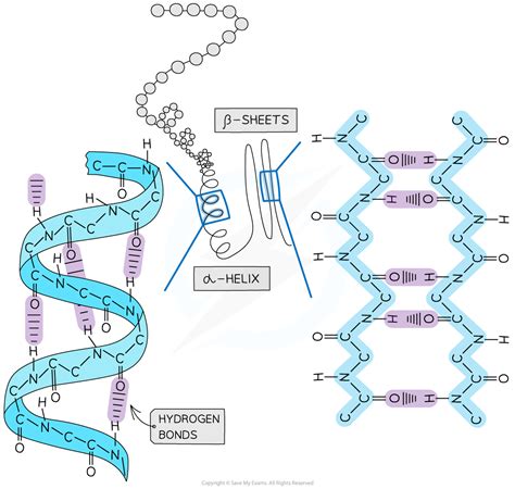 Protein Structure & Function (1.3.3) | AQA A Level Biology Revision ...