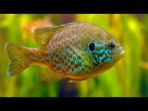 Pet Bluegill Fish Tank setup 2019, Aquarium, trending - YouTube