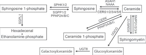 The sphingomyelin/salvage pathway. The interconnected network of ...