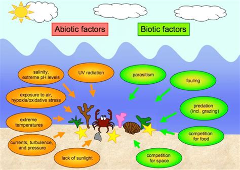 Biotic And Abiotic Ecosystem Drawing