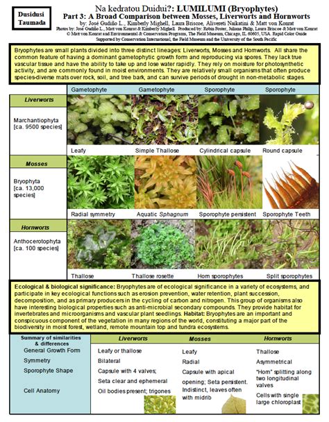 Phylum Bryophyta Mosses