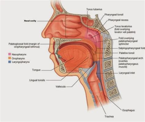 Tonsilla pharyngea - Tıpacı | Basic anatomy and physiology, Soft palate ...