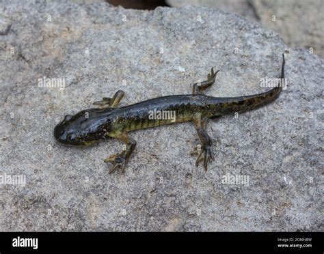 Arizona Tiger Salamander (Ambystoma mavortium nebulosum) from Mesa ...