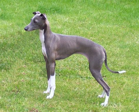 184 best Italian Greyhound or Miniature Greyhound images on Pinterest