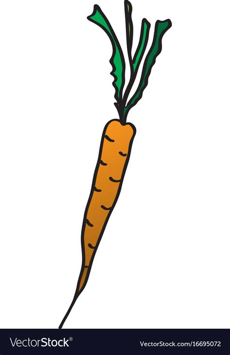 Cartoon carrots drawing Royalty Free Vector Image