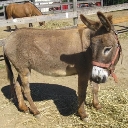 About the donkeys at Clark's Elioak Farm - the Petting Farm In the ...