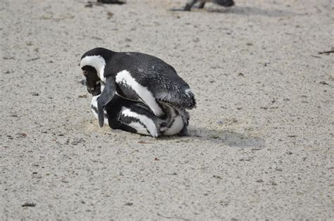 Mating African Penguin Free Photo Download | FreeImages