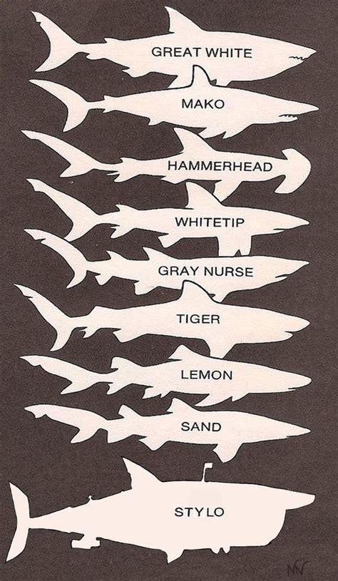 Shark Identification Chart. | biology | Pinterest | Charts and Sharks