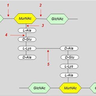 Typical peptidoglycan structure of Gram-positive bacteria, showing ...