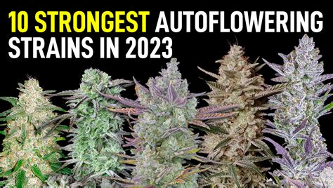 Top 10 Strongest Cannabis Autoflowering Strains in 2023 - Highest THC ...