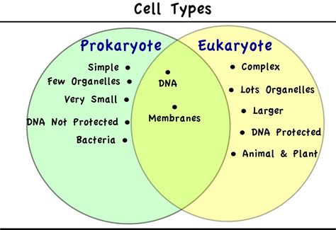 Eukaryotes Vs Prokaryotes Venn Diagram