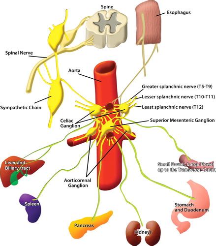 Celiac Plexus Anatomy