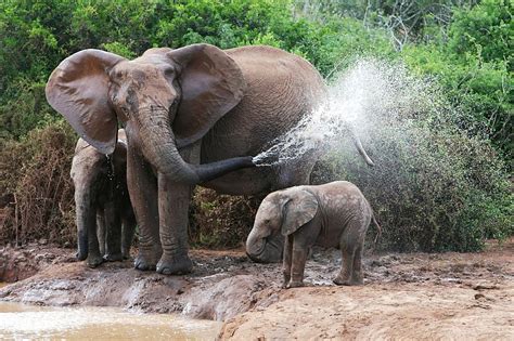 Baby Animals In South Africa In The Rainy Season | The Great Projects