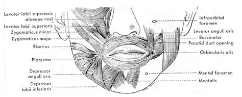 Muscles Of Lips | Lipstutorial.org