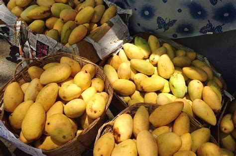 Here's how we can save Guimaras mangoes from COVID-19 | ABS-CBN News