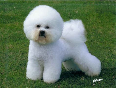 Bichon Frise - SAKC Dogs Wiki