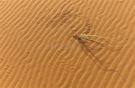 Desert plant stock image. Image of morocco, merzouga - 93060311