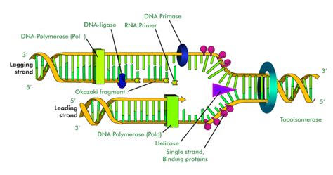 DNA Replication - Definition, Classification, Process, Examples & FAQs