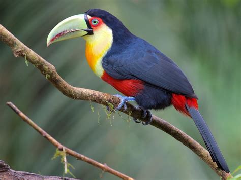 15 Types of Toucans You Didn't Know Existed - Sonoma Birding