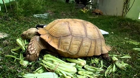 Feeding Sulcata Tortoises (Adult) - YouTube