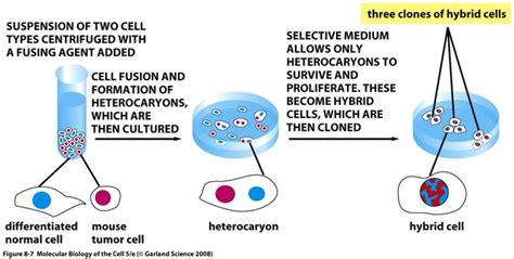 The cell