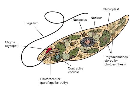 Euglena Characteristics & Structure | What is the Classification of ...