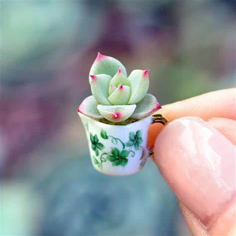 Mini Succulents Are the Cutest Plants We've Ever Seen