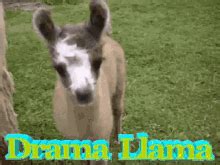 Drama Llama GIFs | Tenor