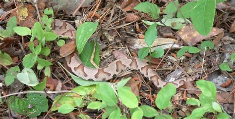 Copperhead Snake Facts and Pictures