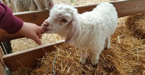 Angora Goat Pictures - AZ Animals